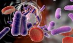 Mutación de la Salmonella en áfrica crea dos nuevas cepas mortales