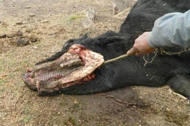 ¿El caso perfecto de mutilación de ganado? Peones avistan extrañas criaturas en el lugar de los hechos