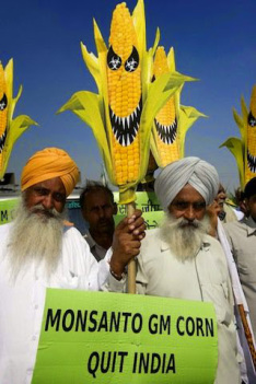 Las creaciones OGM de Monsanto causan 291.000 suicidios en la India