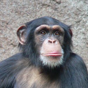 UN INCREÍBLE ESTUDIO PSICOLÓGICO SOBRE SIMIOS Y HUMANOS QUE HABLA MUY MAL DE NUESTRA ESPECIE