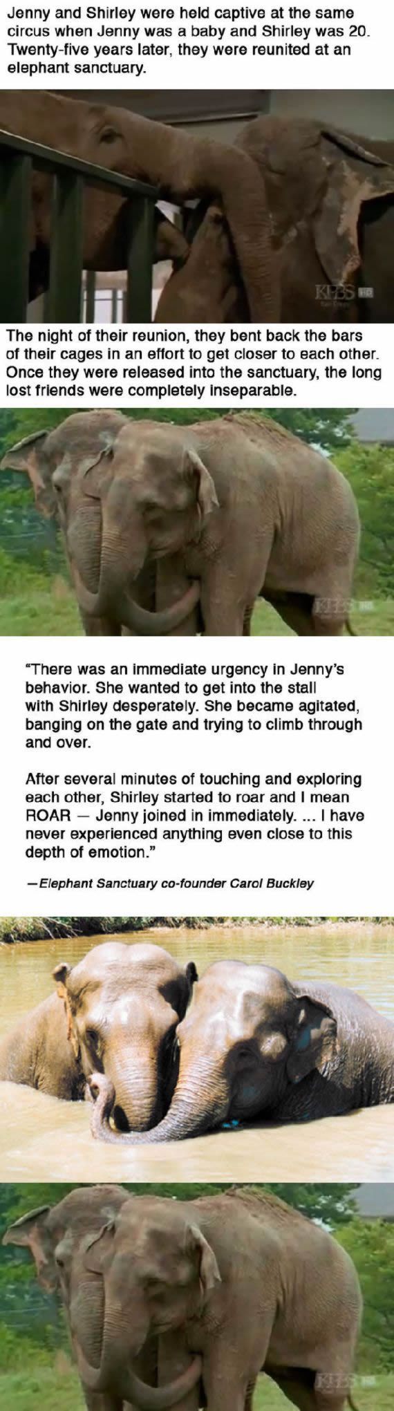 elefantes Jenny y Shirley