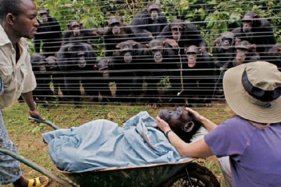 chimpancés amigo muerto