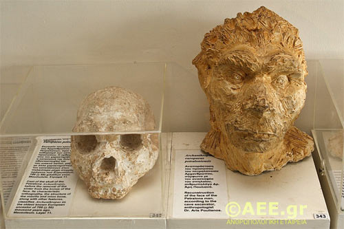 El Cráneo humano de 700.000 años que desafía la Teoría «Fuera de África»