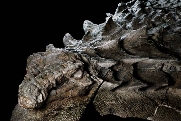 El asombroso hallazgo de un fósil de dinosaurio que parece una estatua