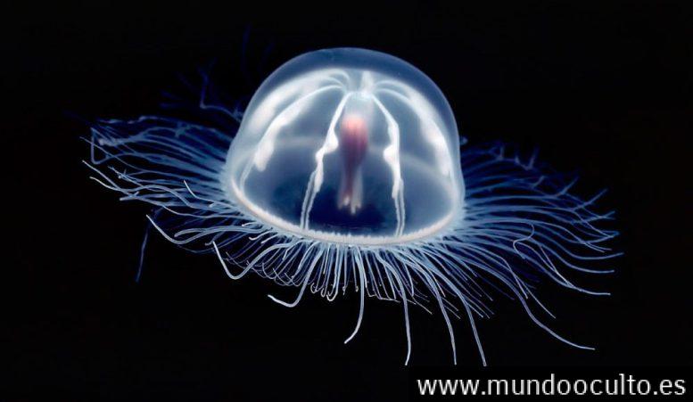 Cientificos muestran las formas descubiertas para ser inmortal Cientificos muestran las formas descubiertas para ser inmortal