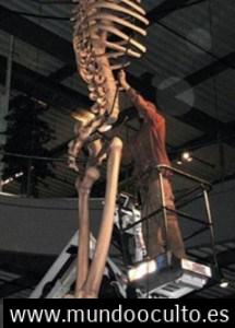 El misterio de los GIGANTES DE 7 METROS REALES de Ecuador expuestos en Mystery Park en suiza El misterio de los GIGANTES DE 7 METROS REALES de Ecuador expuestos en Mystery Park en suiza