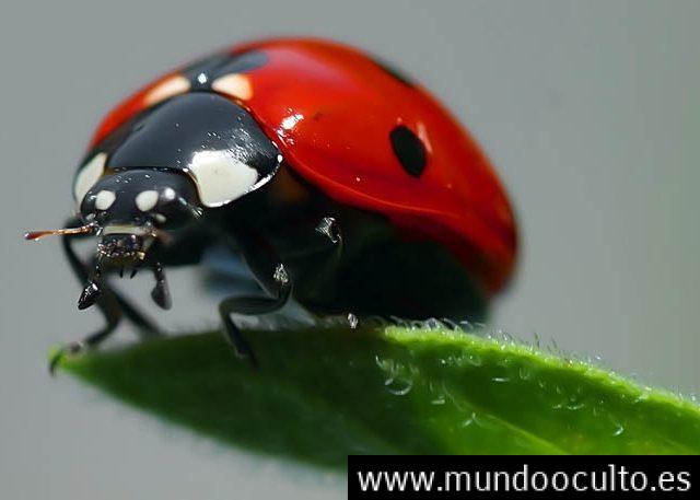 Un reciente Estudio descubre que los insectos pueden tener conciencia propia