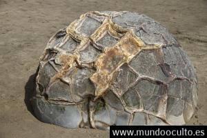 LAS MISTERIOSAS ESFERAS DE PIEDRA “MOERAKI” DE NUEVA ZELANDA