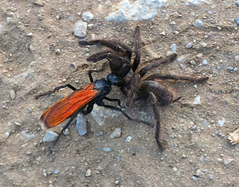 https://granmisterio.files.wordpress.com/2017/08/1cbcc-avispa-caza-tarantulas-cazando.jpg?w=940