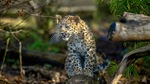 Un grupo de científicos rusos estudiará el misterio del foso gigante siberiano