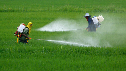 La OMS confirma que uno de los pesticidas más usados puede causar cáncer La OMS confirma que uno de los pesticidas más usados puede causar cáncer