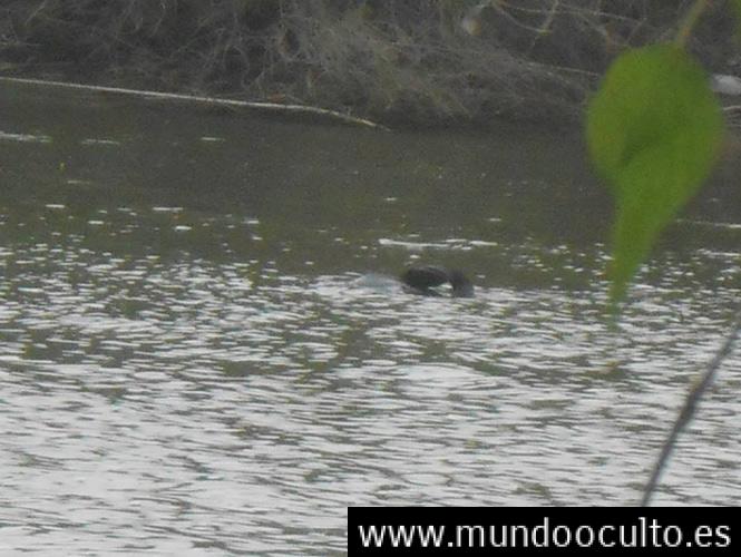 La Verdad Del Monstruo Fotografiado En Un Rió En Sinaloa