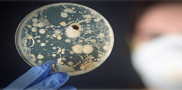 Descubren una bacteria probiótica que puede prolongar la vida hasta 120 Años