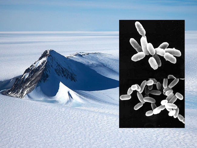 La respuesta al origen de los virus podría estar en un lago congelado de la Antártida