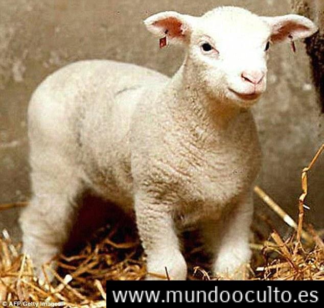 “Comer carne clonada y sus consecuencias: La parálisis y parkinson”. “Comer carne clonada y sus consecuencias: La parálisis y parkinson”.