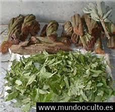 EL AYAHUASCA LA MEZCLA DE LOS DIOSES