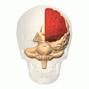 Encuentran “cabeza de serpiente” en el centro del cerebro humano 