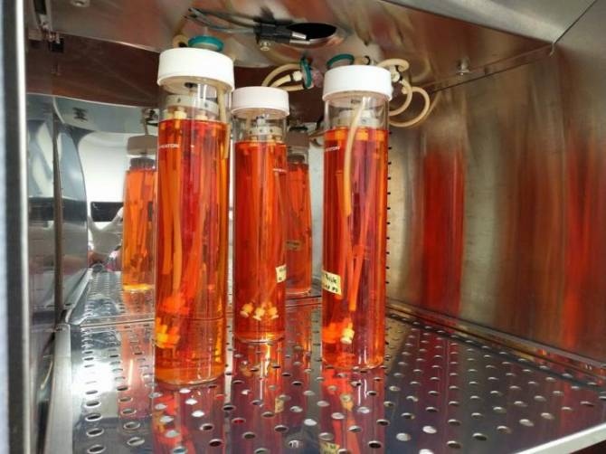 Vasos sanguíneos artificiales a un paso de los primeros ensayos clínicos