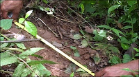 Mande Burung, el Yeti Indio