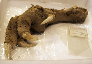 Moa el misterio del ave de Nueva Zelanda Moa el misterio del ave de Nueva Zelanda