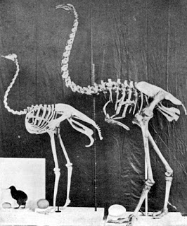 Moa el misterio del ave de Nueva Zelanda Moa el misterio del ave de Nueva Zelanda