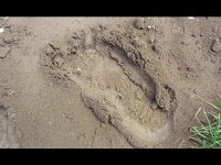 Mande Burung, el Yeti Indio