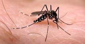 El Chikungunya fue creado en laboratorio y tiene vacuna El Chikungunya fue creado en laboratorio y tiene vacuna