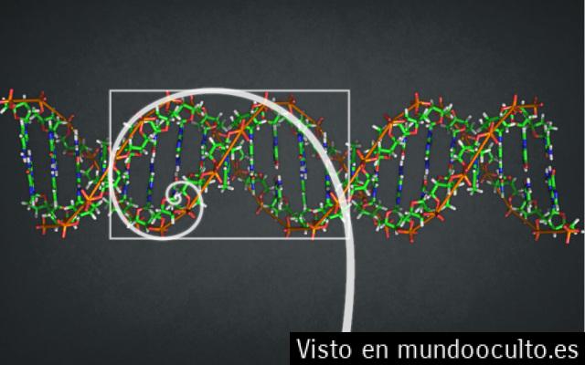 Conociendo La Proporción Aurea