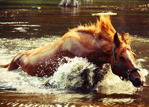 Fergus y el caballo de río, leyenda celta Fergus y el caballo de río, leyenda celta