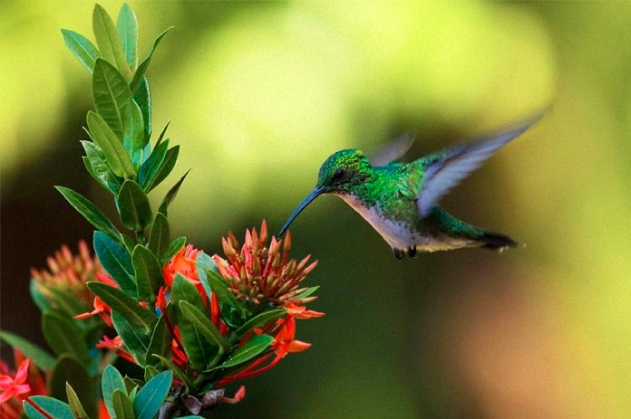 Cuando veas un colibrí, un alma amada te vino a visitar