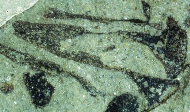 Los vegetales colonizaron tierra firme 100 millones de años antes de lo creído