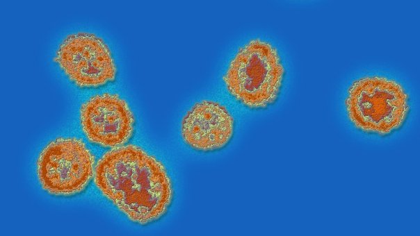 Las 8 enfermedades que son un riesgo global para la salud, según la OMS