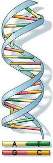 Quién diseñó el ADN?