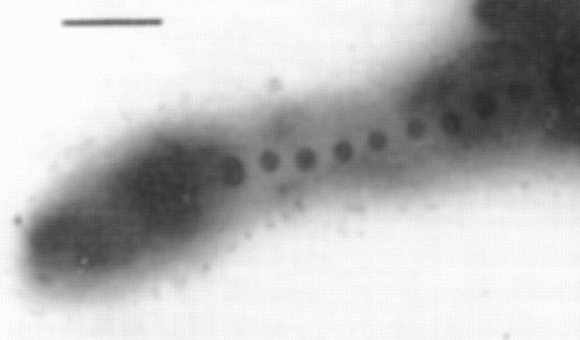 Bacteria magnetotáctica fosilizada en el meteorito de Orgueil