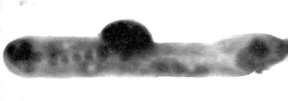 Bacteria magnetotáctica fosilizada en el meteorito de Orgueil