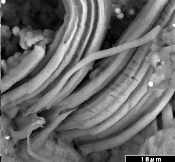 Evidencia de Microfósiles Indígenas en un Meteorito de Carbonoceno Evidencia de Microfósiles Indígenas en un Meteorito de Carbonoceno
