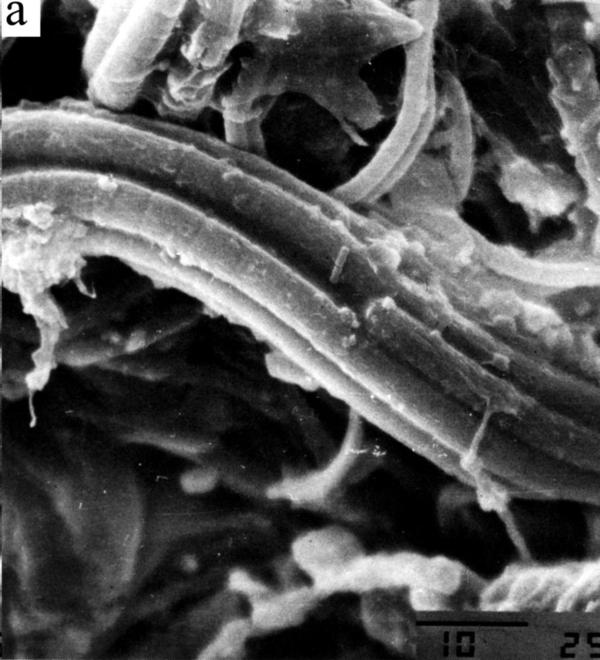 Evidencia de Microfósiles Indígenas en un Meteorito de Carbonoceno Evidencia de Microfósiles Indígenas en un Meteorito de Carbonoceno