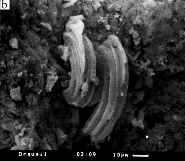 Evidencia de Microfósiles Indígenas en un Meteorito de Carbonoceno Evidencia de Microfósiles Indígenas en un Meteorito de Carbonoceno