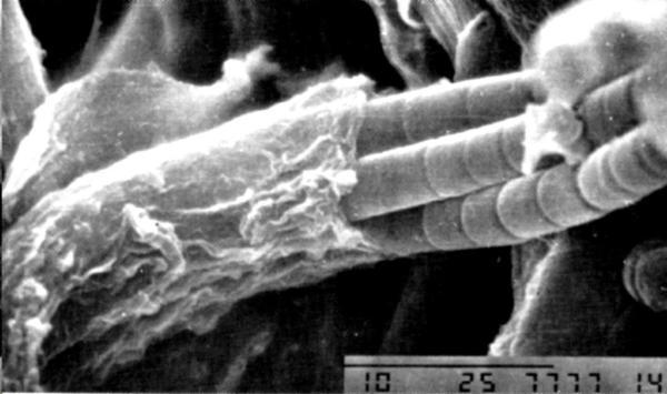 Evidencia de Microfósiles Indígenas en un Meteorito de Carbonoceno Evidencia de Microfósiles Indígenas en un Meteorito de Carbonoceno