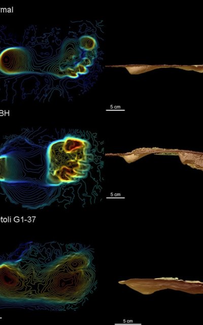 La forma de andar similar a la humana evolucionó antes que el género ‘Homo’