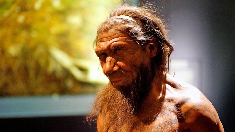 Ingenieros genéticos “resucitarán” el cerebro de los neandertales a partir de células humanas