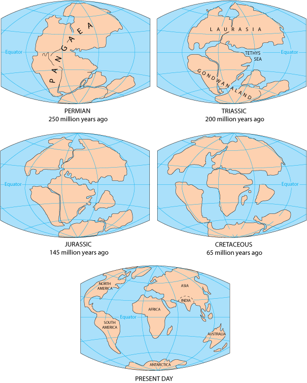 Un fósil increíble acaba de cambiar lo que sabemos sobre la división de Pangea