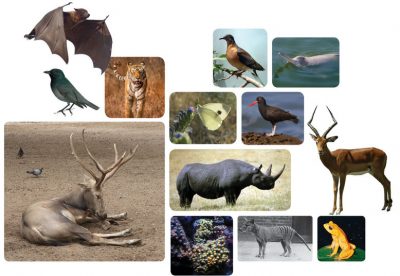animals