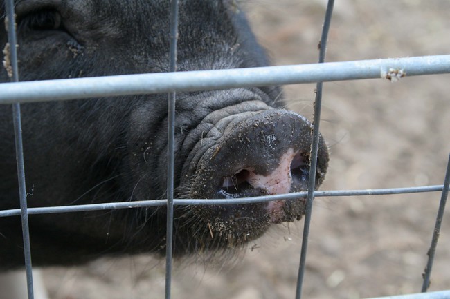 Se reaniman con éxito cerebros muertos de cerdos Se reaniman con éxito cerebros muertos de cerdos