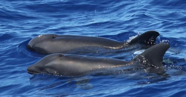 Confirman existencia de Híbrido de Delfín y Ballena