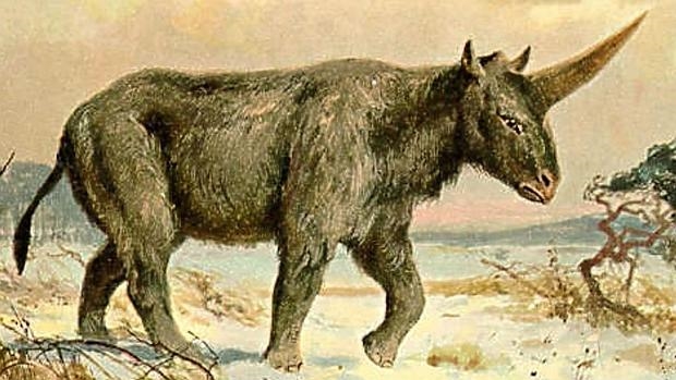 El hombre pudo ver unicornios sobre la Tierra hace unos 30.000 años El hombre pudo ver unicornios sobre la Tierra hace unos 30.000 años