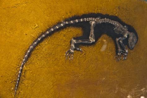 El lago Messel: el misterio mortal del Eoceno