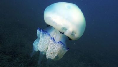 El ser VIVO EXTRATERRESTRE, capturado y estudiado hace ya 18 AÑOS: Microorganismo de EVORA