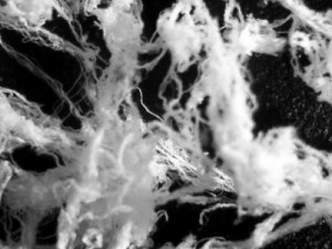 El ser VIVO EXTRATERRESTRE, capturado y estudiado hace ya 18 AÑOS: Microorganismo de EVORA