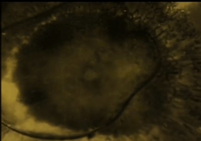 El ser VIVO EXTRATERRESTRE, capturado y estudiado hace ya 18 AÑOS: Microorganismo de EVORA